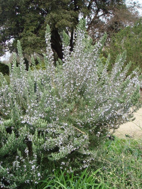 Rosmarinus officinalis P19 P22